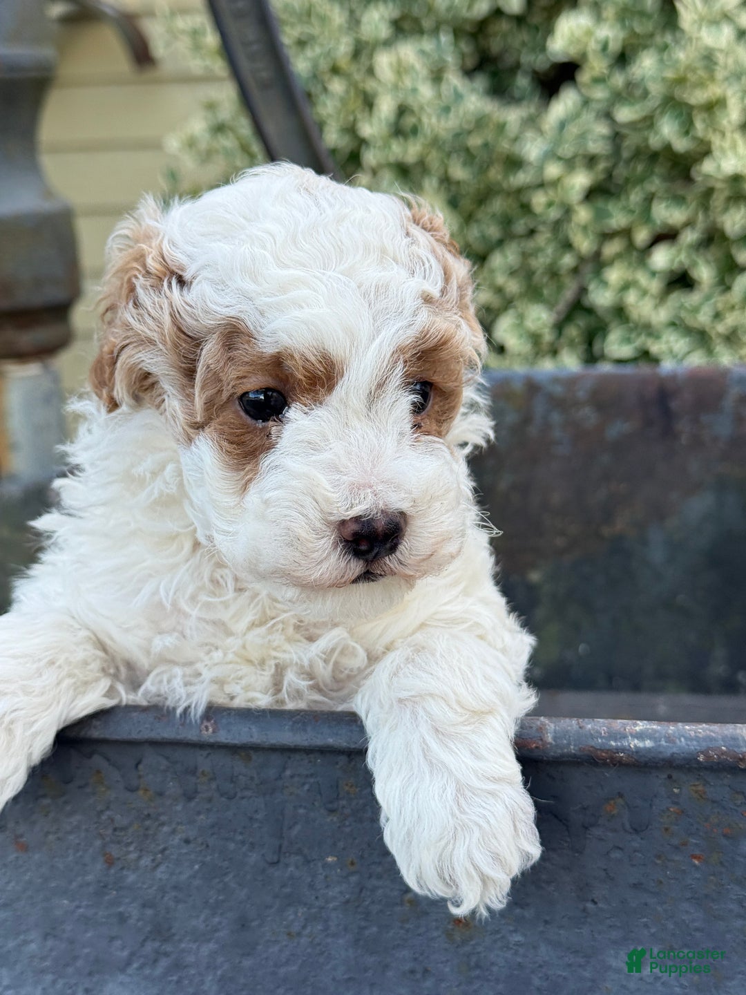 Toy Poodle dogs for sale: Cocoa - Ad 13