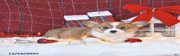 Welsh Corgi Pembroke dogs for sale: Mandy - Ad 4