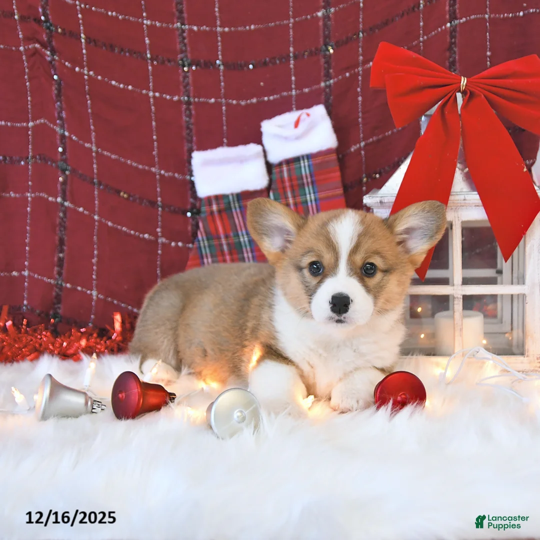 Welsh Corgi Pembroke dogs for sale: Mandy - Ad 14