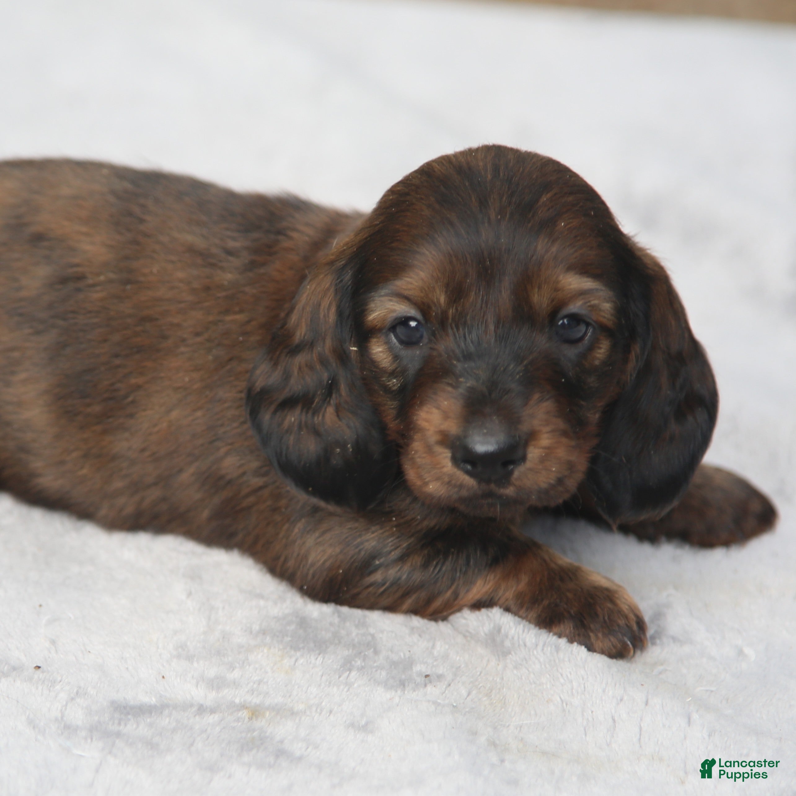 Dachshund dogs for sale: Reverse Red Brindle Longhair  - Ad 1