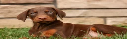 Doberman Pinscher dogs for sale: DUKE - Ad 3