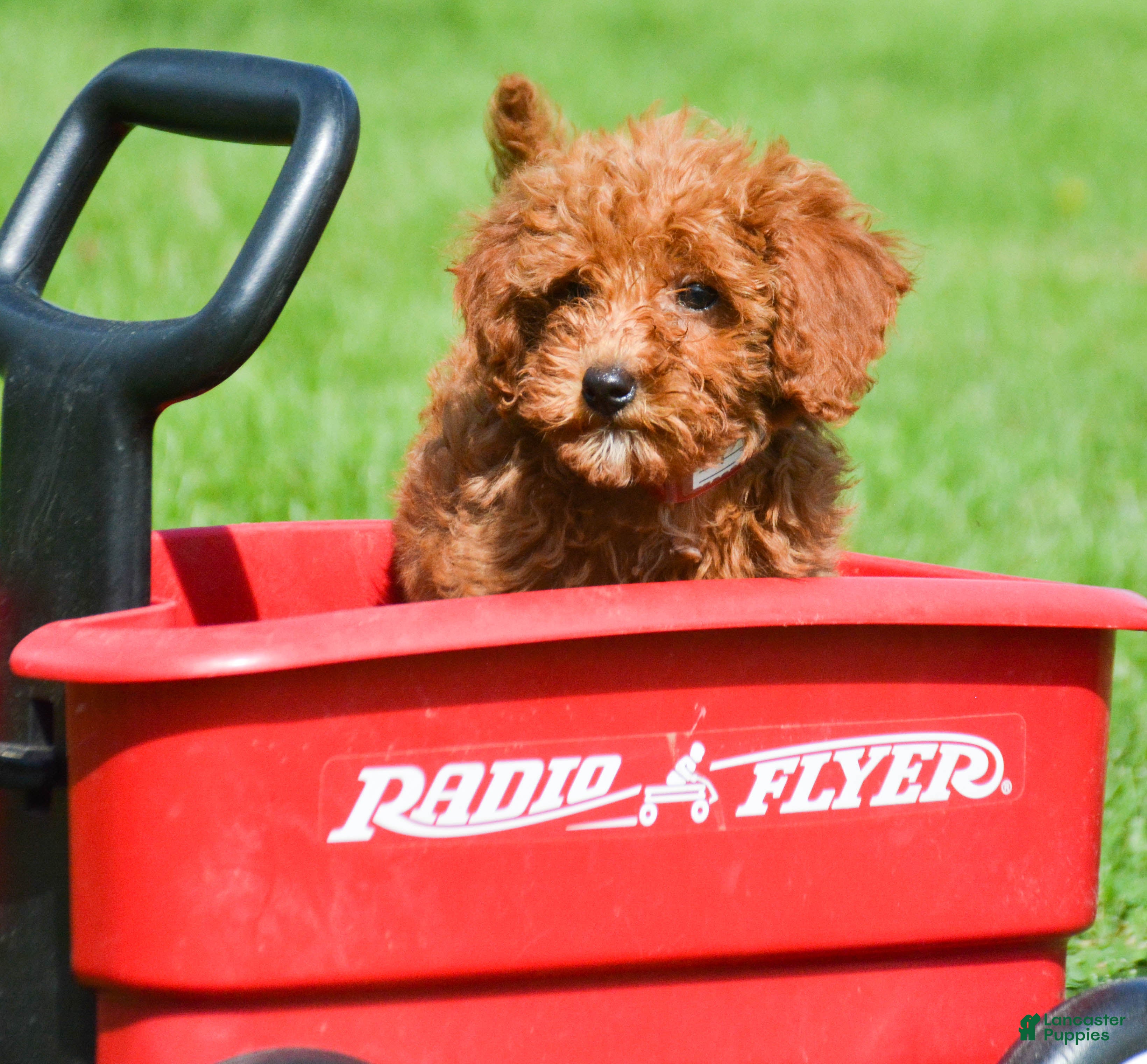 Mini Goldendoodle dogs Dana Mini Goldendoodle 6 - Ad 1