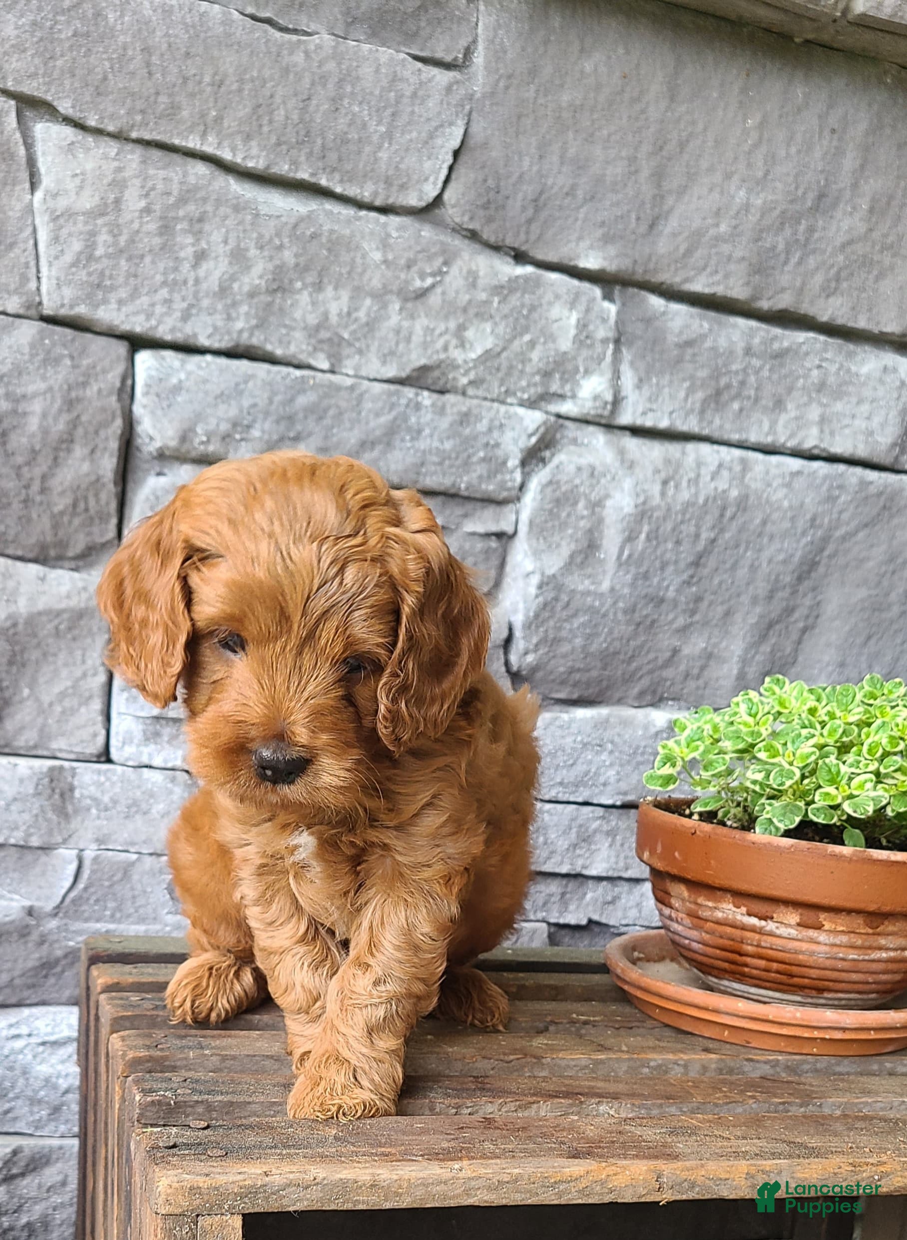 Cockapoo dogs Macy - Ad 2