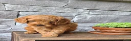 Cockapoo dogs for sale: Macy - Ad 2