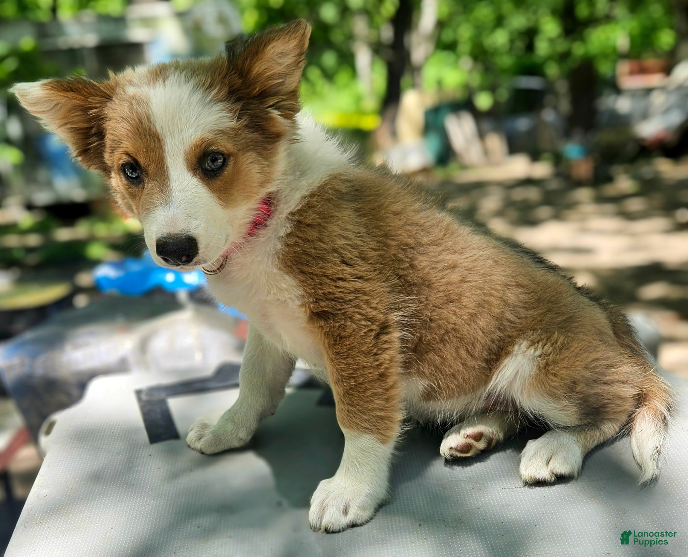 Border Collie dogs Suzy - Ad 34