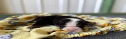 English Bulldog dogs for sale: Betty, black tri - Ad 4
