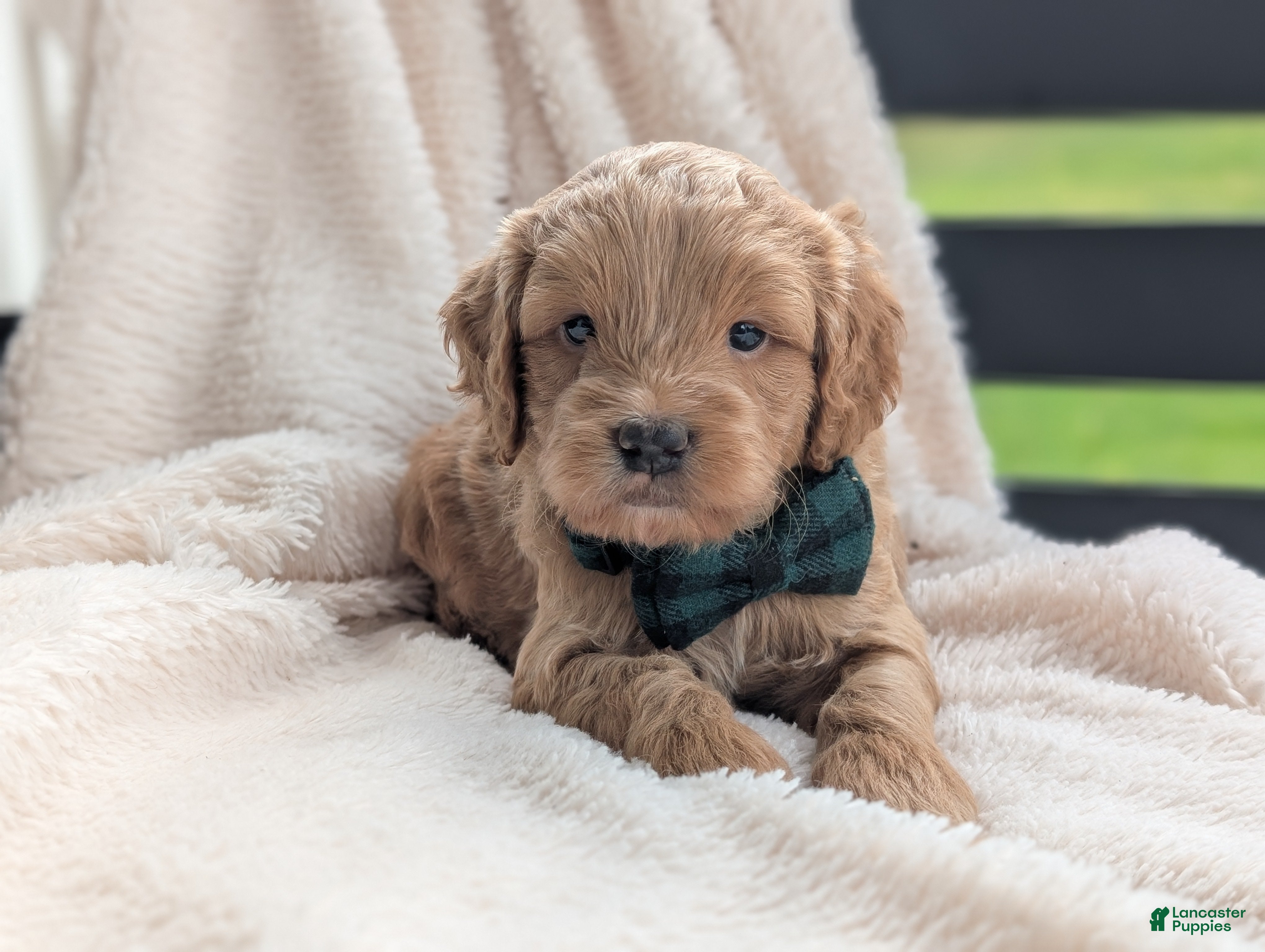 Mini Goldendoodle dogs Brody - Ad 1