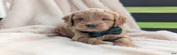 Mini Goldendoodle dogs for sale: Brody - Ad 1