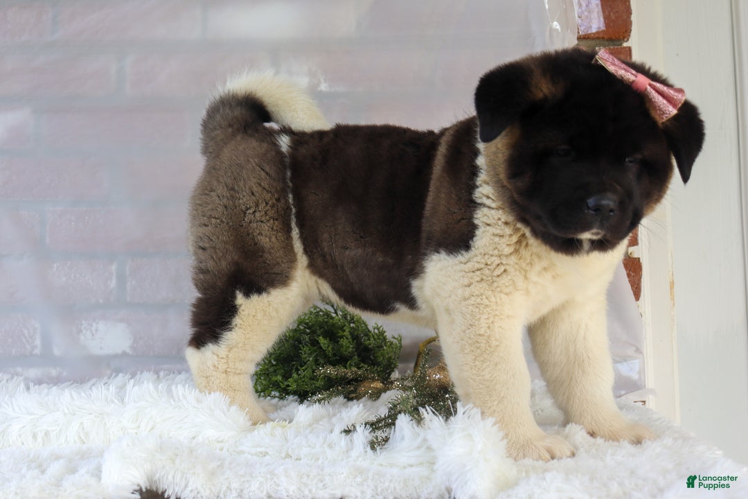 Akita dogs for sale: Rosa - Ad 31