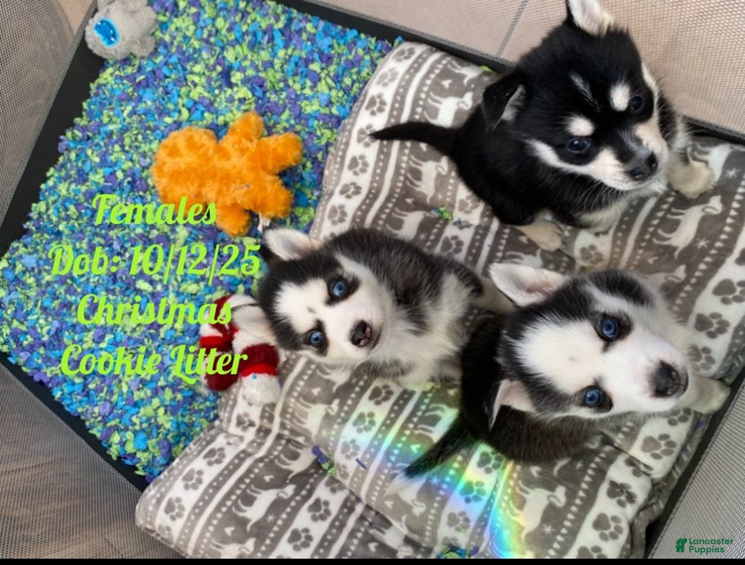 Pomsky dogs for sale: Spice  - Ad 5