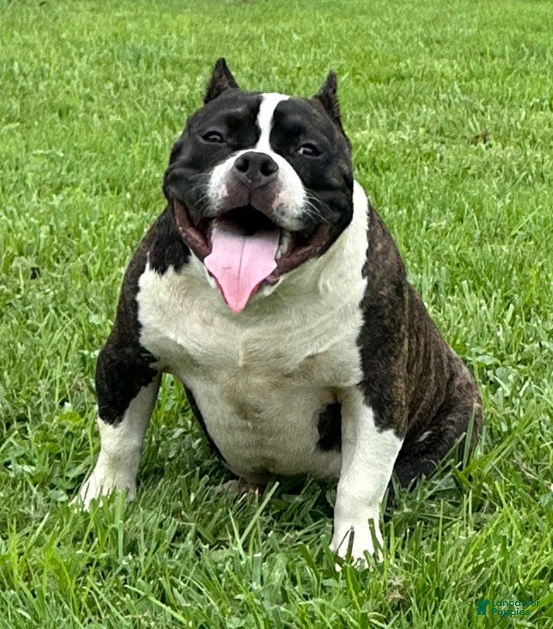 American Bully dogs for sale: Brenda - Ad 4