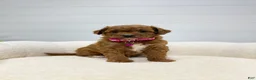 Mini Goldendoodle dogs for sale: Rosie   💖🐶 - Ad 9
