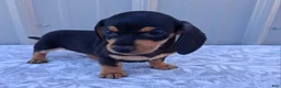 Miniature Dachshund dogs for sale: Ellie - Ad 4