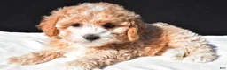 Maltipoo dogs for sale: Polly - Ad 6