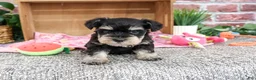 Miniature Schnauzer dogs for sale: Crystal - Ad 3