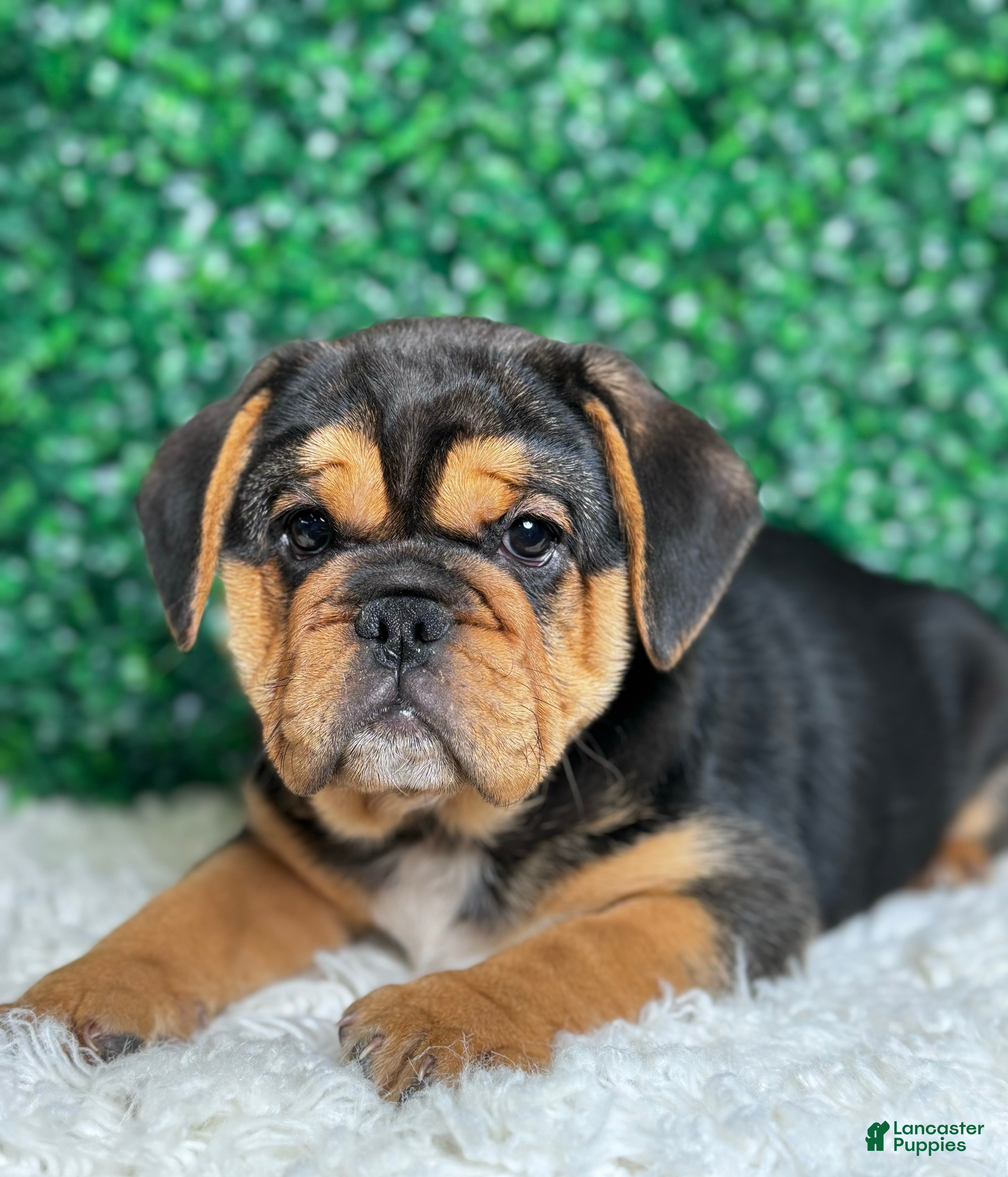 Mixed Breed dogs Willow  - Ad 12