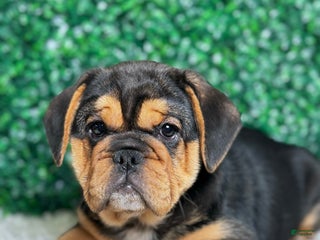 Mixed Breed dogs Willow - Ad 4