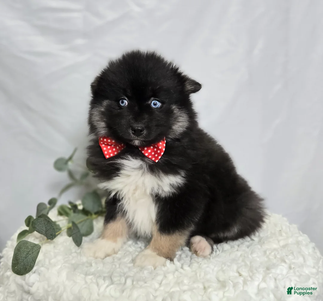 Pomsky dogs for sale: Teddy - Ad 4