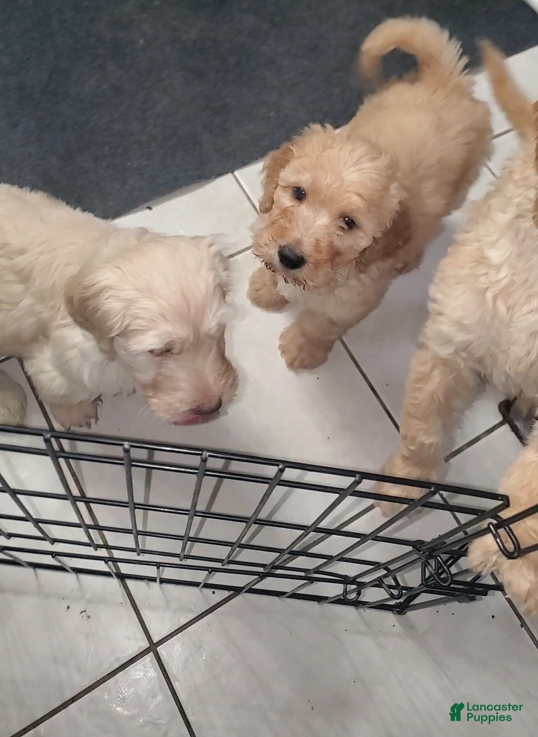 Goldendoodle dogs Goldendoodle Puppy 2 - Ad 33