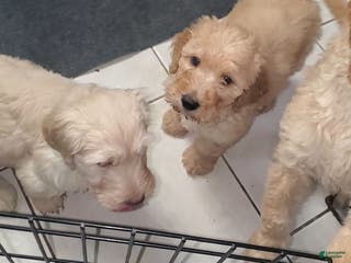 Goldendoodle dogs Goldendoodle Puppy 2 - Ad 36