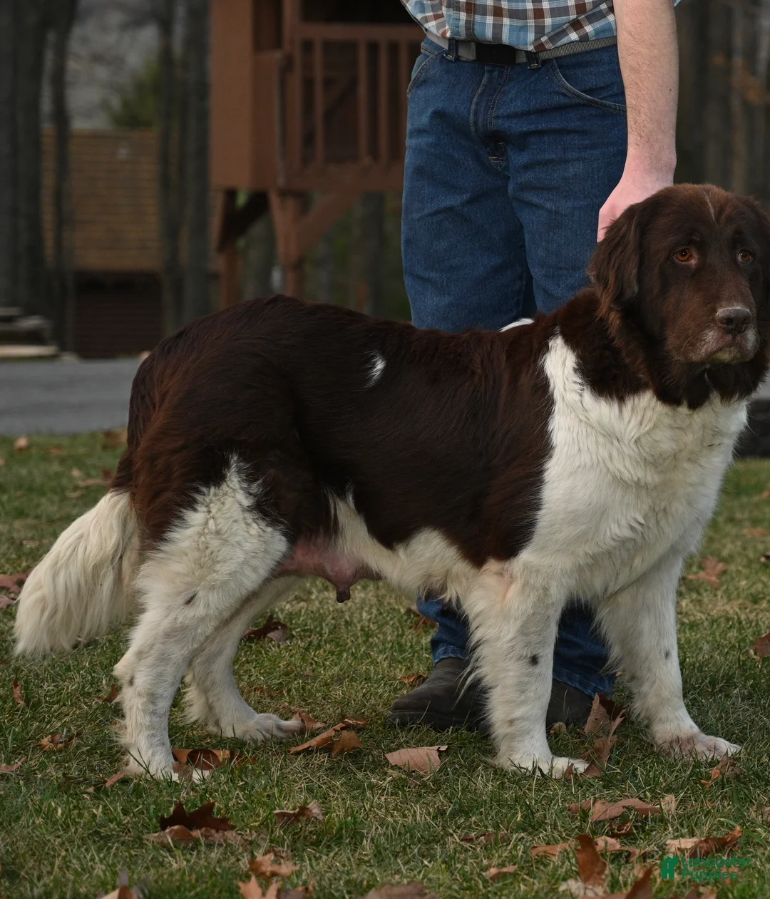 Newfoundland dogs for sale: Newfoundland Puppy 2 - Ad 2