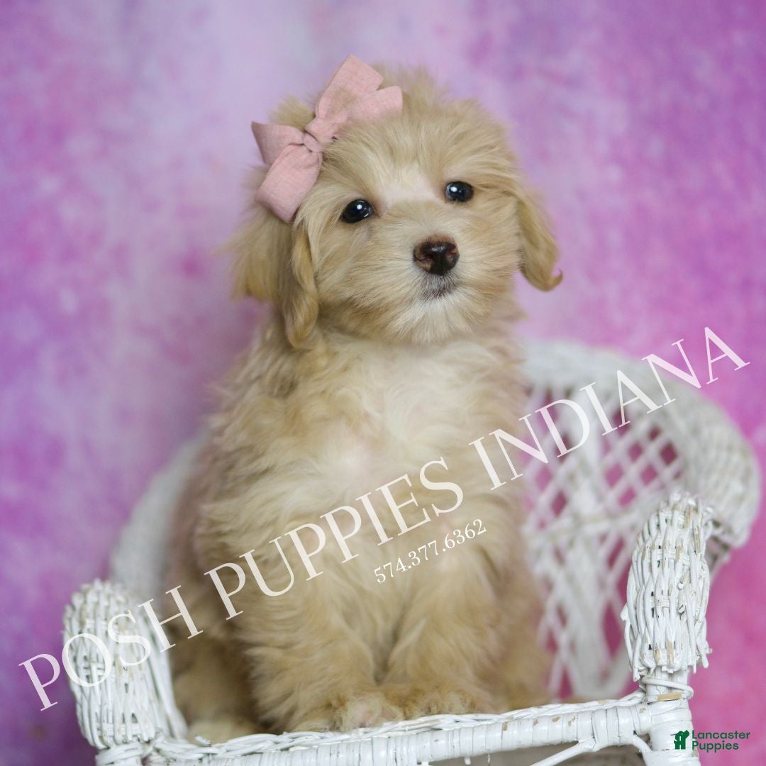 Maltipoo dogs for sale: Peach - Ad 6