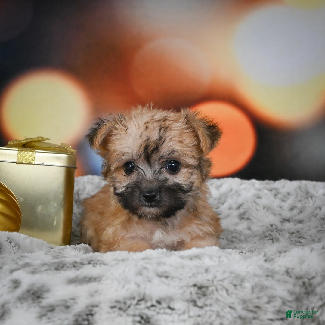 Morkie dogs for sale: Millie - Ad 2
