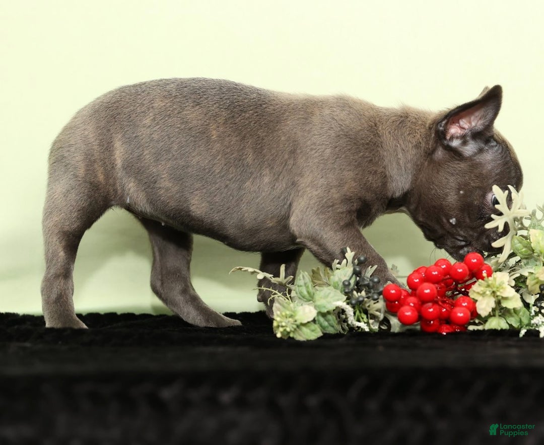 Frenchton dogs for sale: Hope - Ad 5