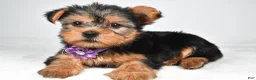 Yorkshire Terrier dogs for sale: Dora - Ad 1