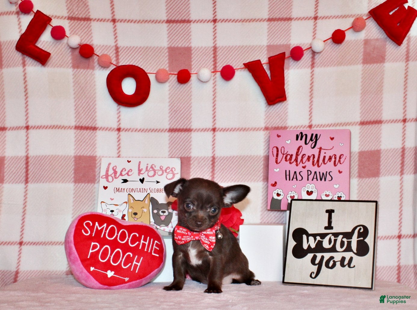 Chihuahua dogs Innis - Ad 23