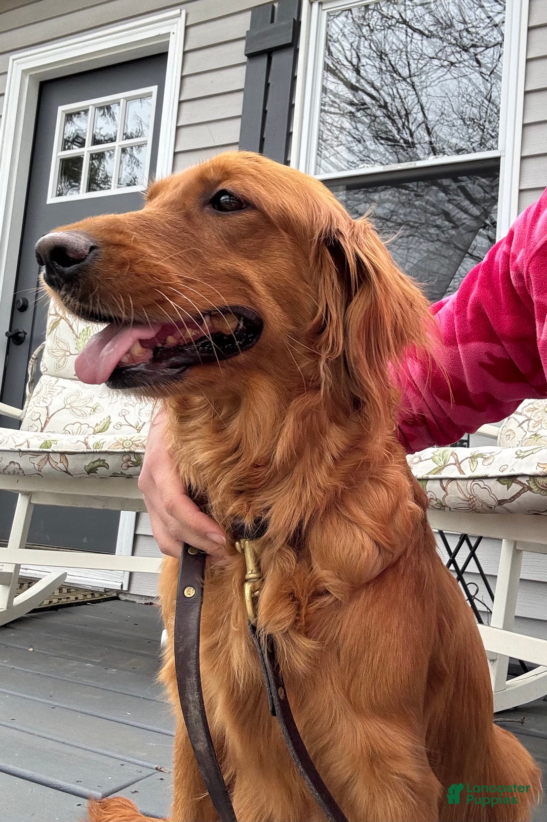 Golden Retriever dogs for sale: Autumn - Ad 3