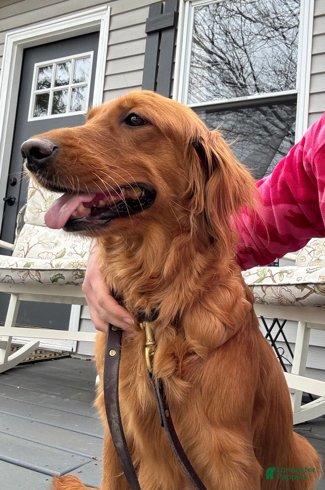 Golden Retriever dogs for sale: Pumpkin - Ad 2