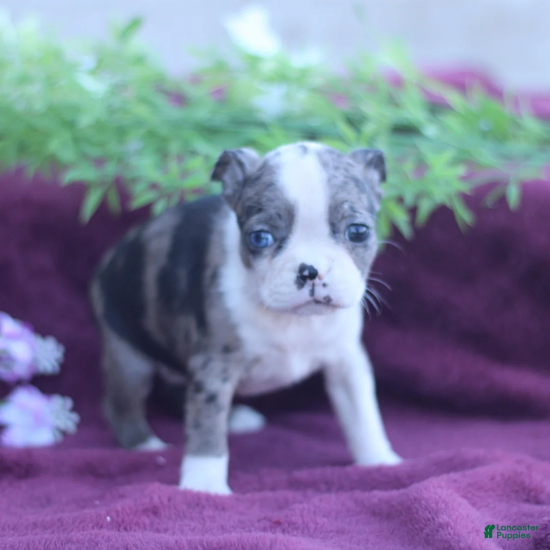 Boston Terrier dogs for sale: Misty  - Ad 1