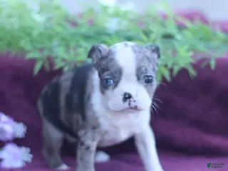 Boston Terrier dogs for sale: Misty - Ad 1