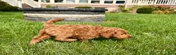 Cockapoo dogs for sale: Cockapoo female 5 - Ad 5