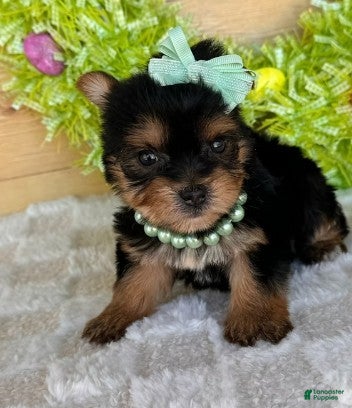 Yorkshire Terrier dogs Yorkshire Terrier Puppy 1 - Ad 21