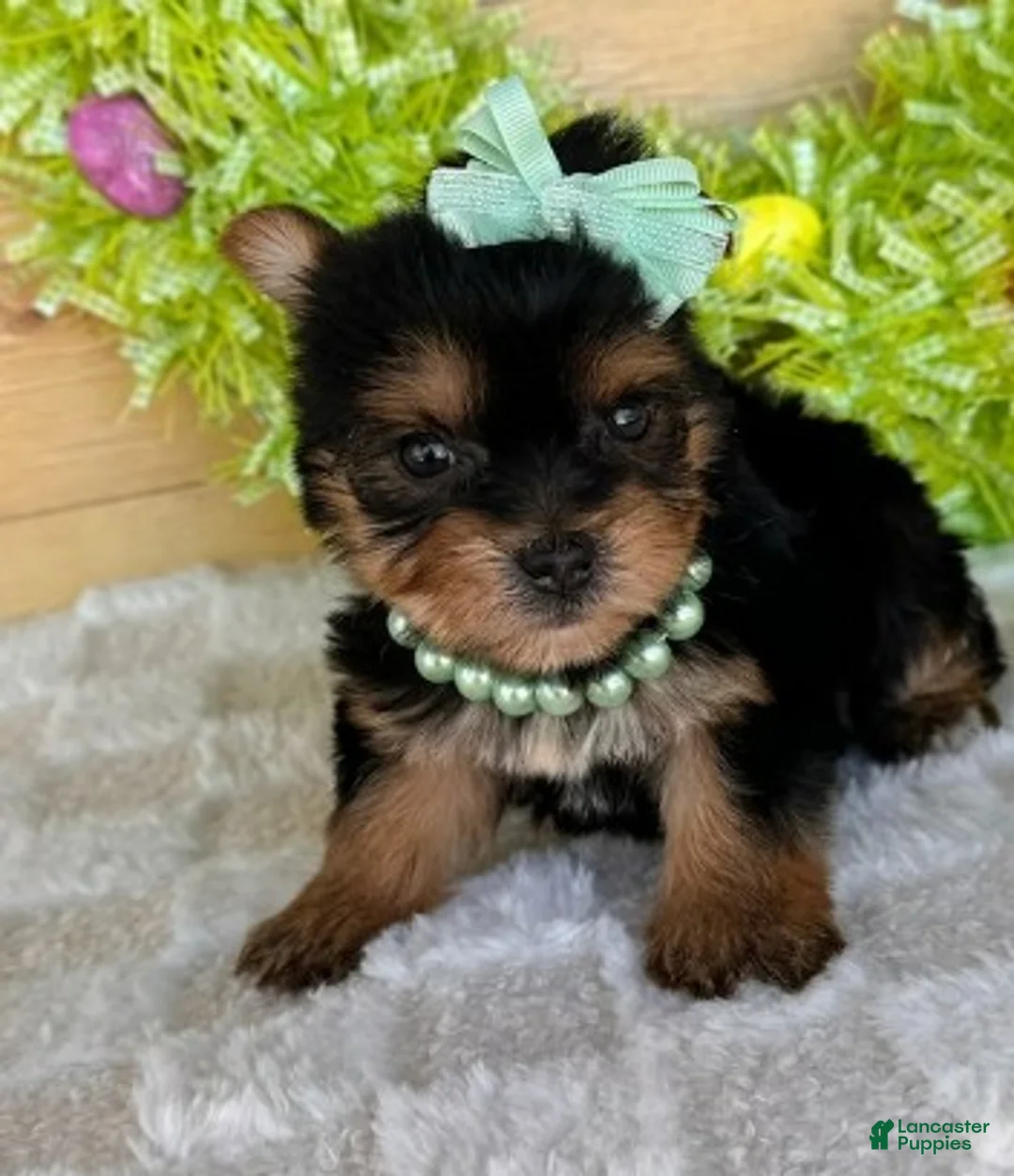 Yorkshire Terrier dogs for sale: Yorkshire Terrier Puppy 1 - Ad 1