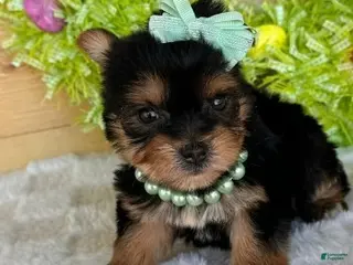 Yorkshire Terrier dogs Yorkshire Terrier Puppy 1 - Ad 21