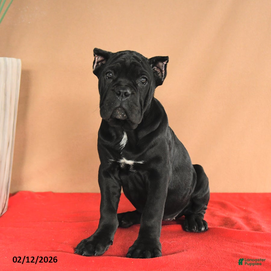 Cane Corso dogs Marigold - Ad 2