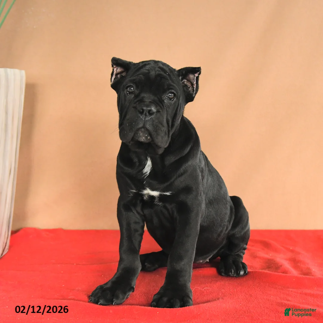 Cane Corso dogs for sale: Marigold - Ad 2