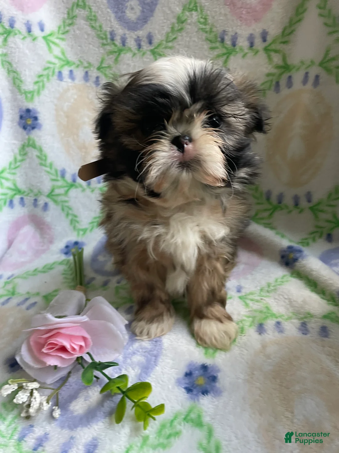 Shih Tzu dogs for sale: George - Ad 2