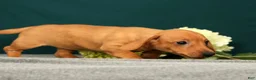 Miniature Dachshund dogs for sale: Piper - Ad 5