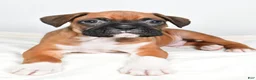 Boxer dogs for sale: Tyson - Ad 5