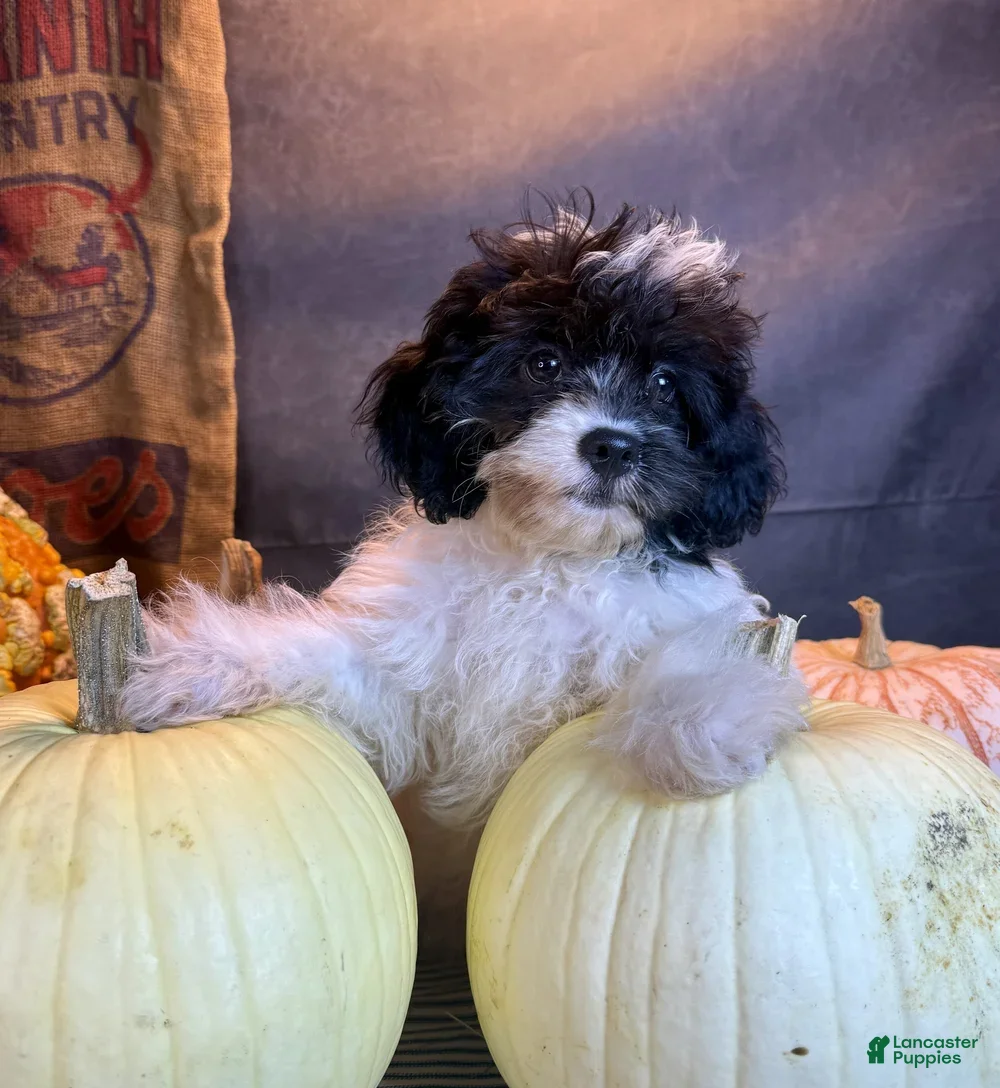 Cavapoo dogs for sale: Patches - Ad 1