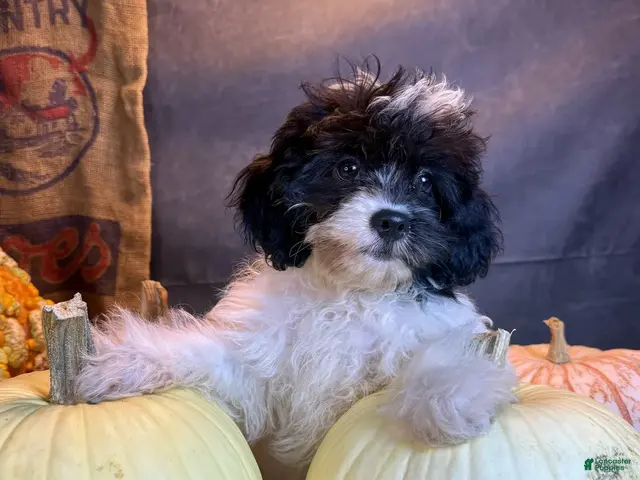 Cavapoo dogs for sale: Patches - Ad 1