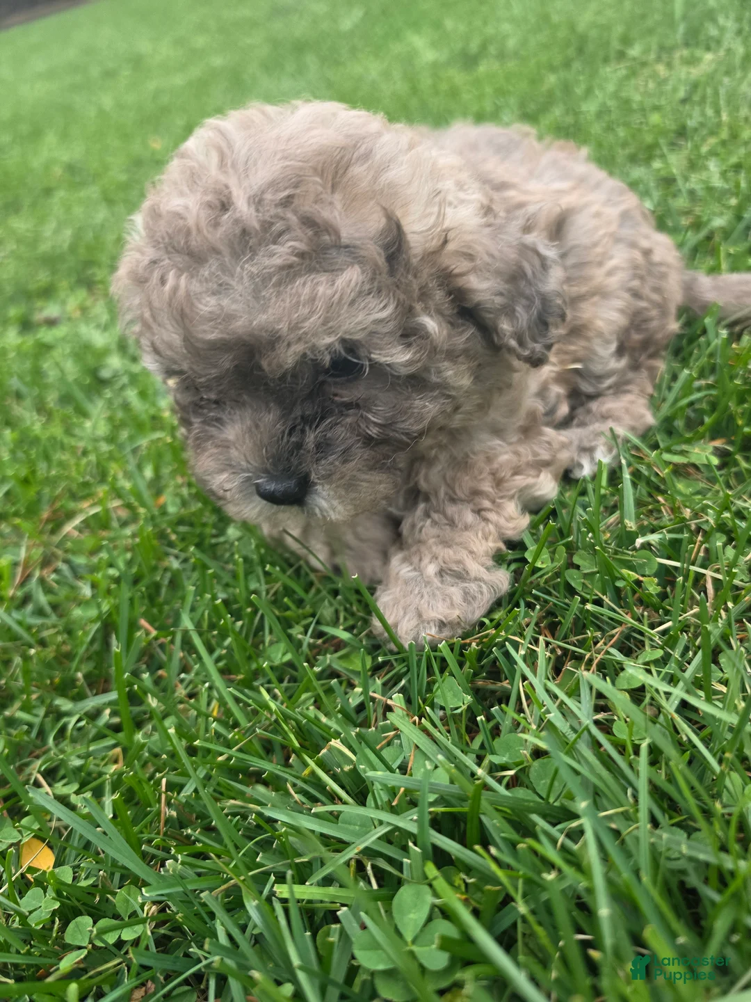 Havapoo dogs for sale: Havapoo Female 1 - Ad 3