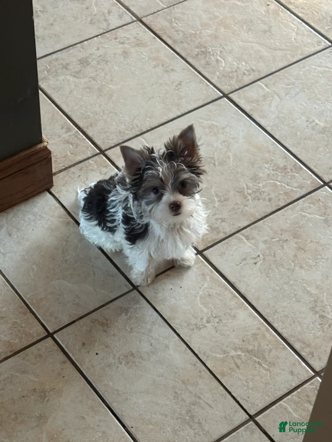 Yorkshire Terrier dogs for sale: Chocolate parti boy  - Ad 2