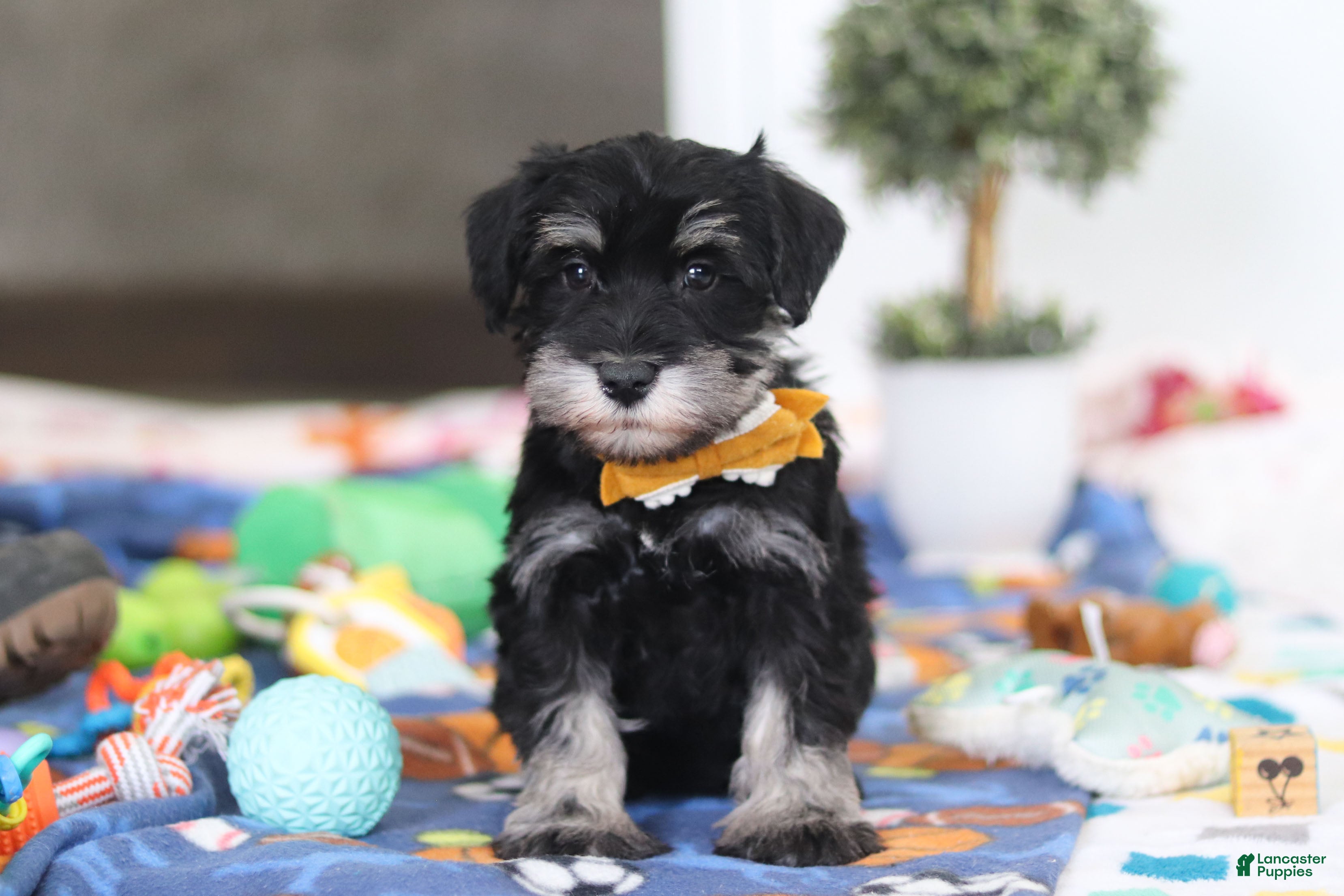 Miniature Schnauzer dogs James - Ad 1