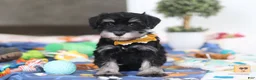 Miniature Schnauzer dogs for sale: James - Ad 1