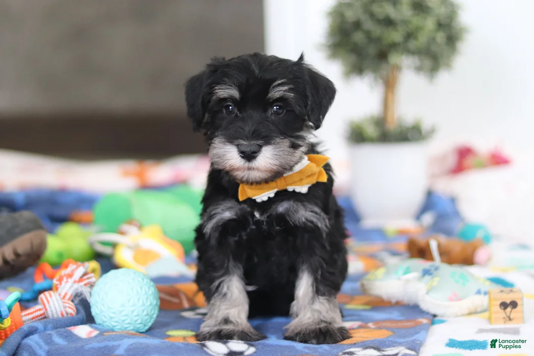Miniature Schnauzer dogs for sale: James - Ad 1